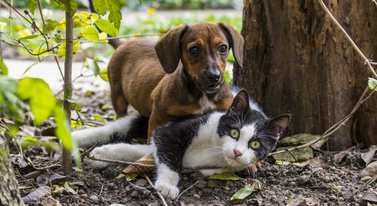 COME VEDONO GLI ANIMALI DOMESTICI